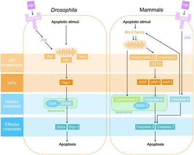 Non-lethal roles of the initiator caspase Dronc in Drosophila